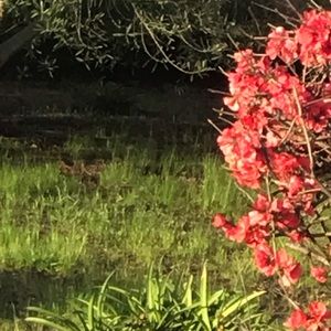 Meet your Posher, Sam